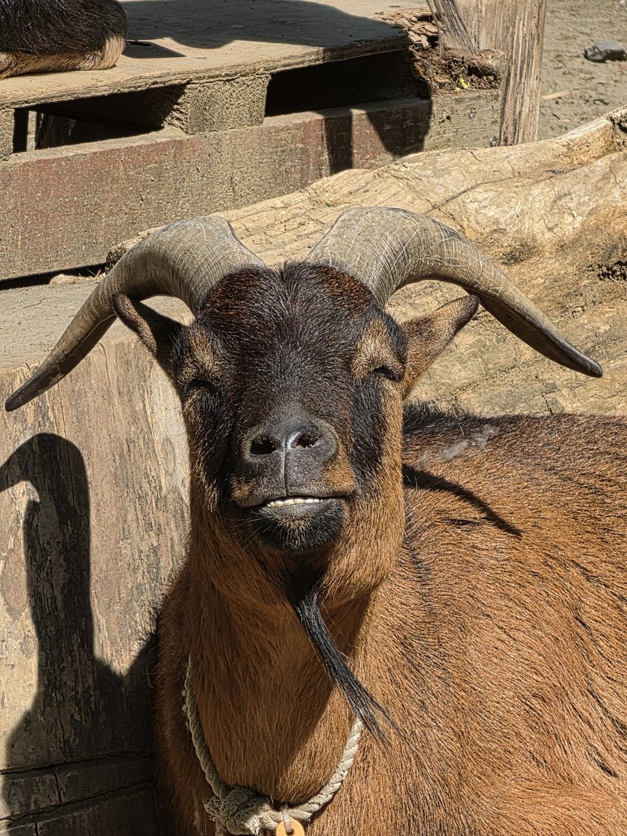 長友愛莉/Airi Nagatomo tweet media