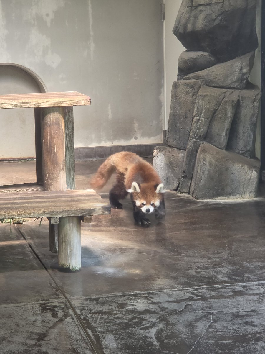 長友愛莉/Airi Nagatomo tweet media