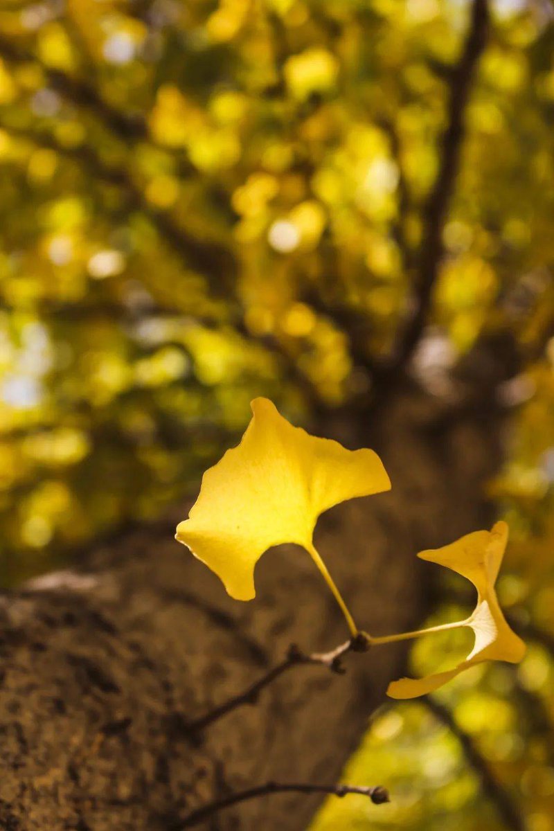 sherif said tweet media