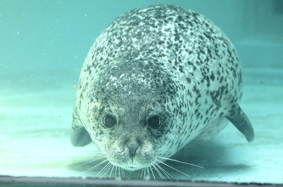 誕生日ケーキを貰ったあとは目がバキバキに開いてて笑った
2026.4
#ターボ #男鹿水族館GAO
#ゴマフアザラシ