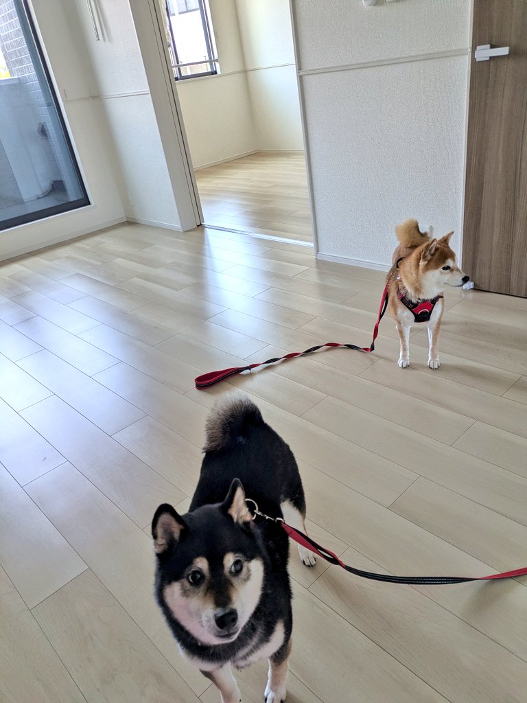 柴犬わさび＆くろ吉 tweet media