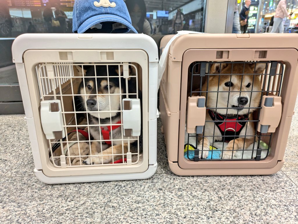 柴犬わさび＆くろ吉 tweet media