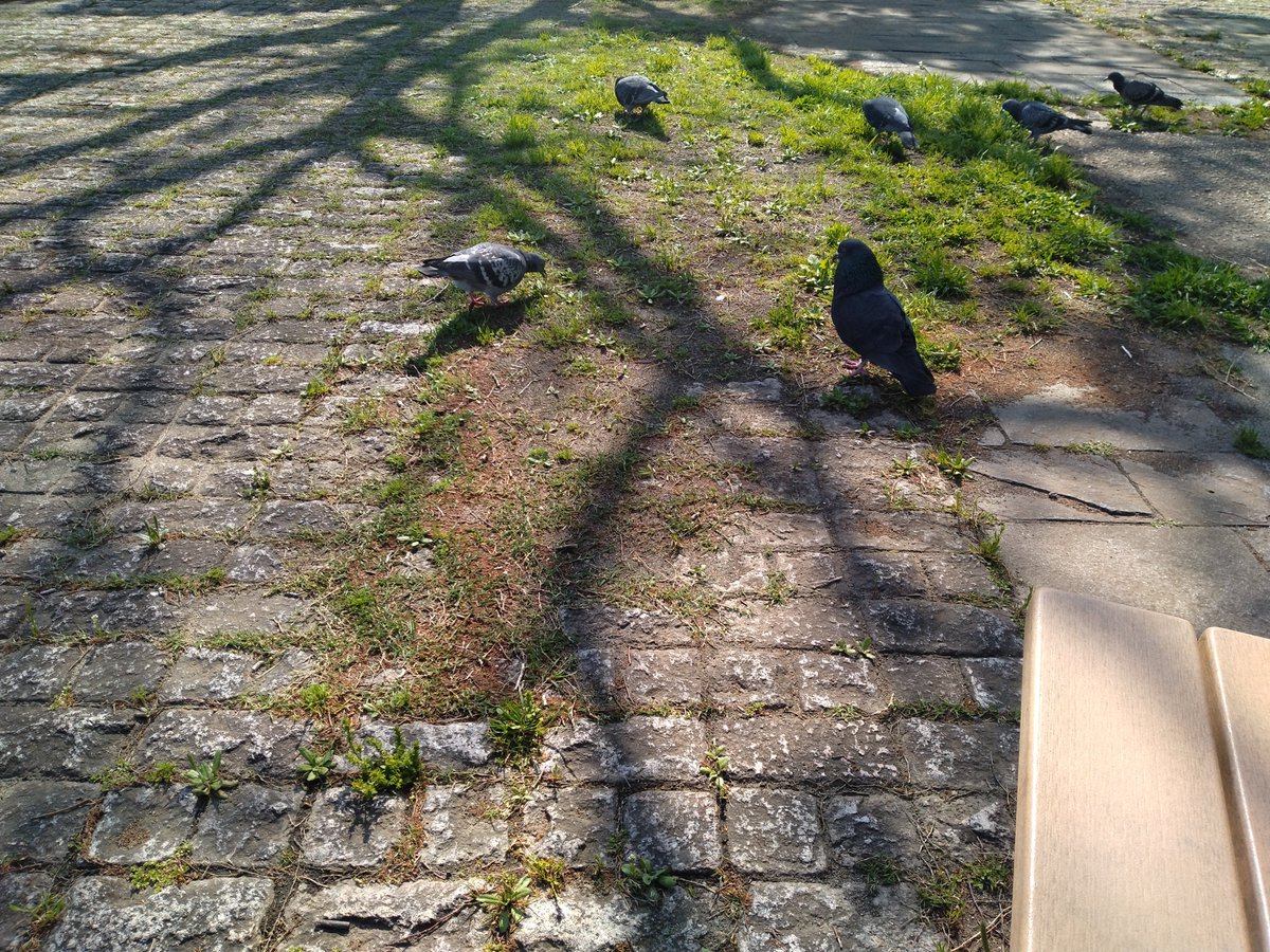週一の鳩タイム