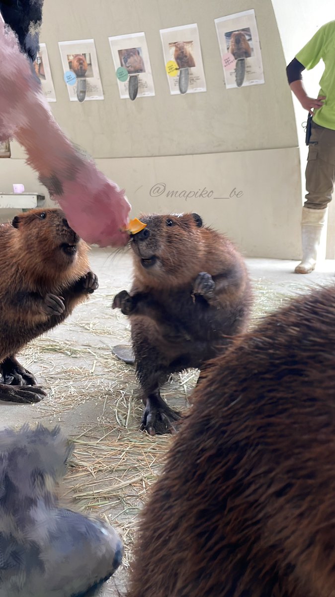 まぴこ tweet media