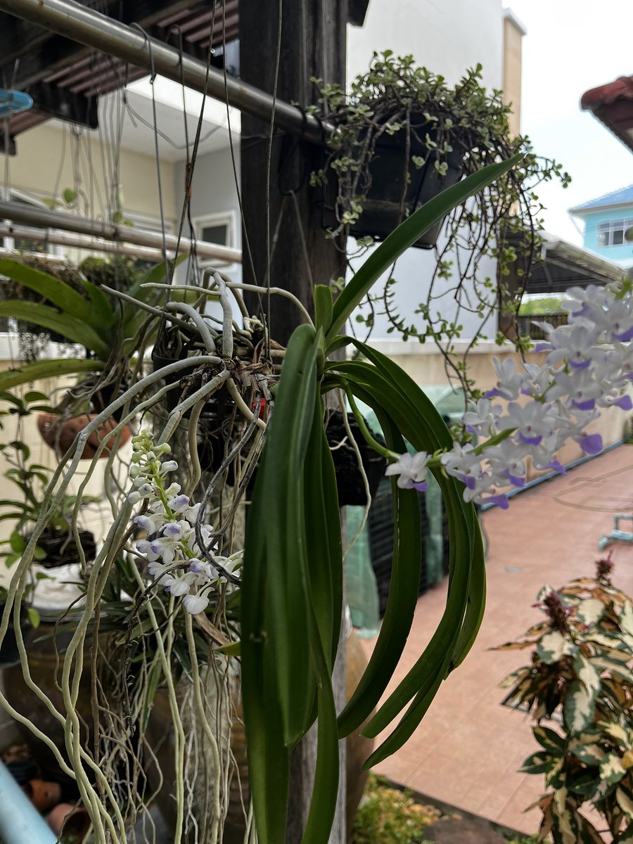 Guru106's tweet photo. Rhynchostylis coelestis orchid at home 

กล้วยไม้เอื้องเขาแกะที่บ้านออกดอกสวยงาม กลิ่นหอมอ่อน https://t.co/rJdC29TiXB