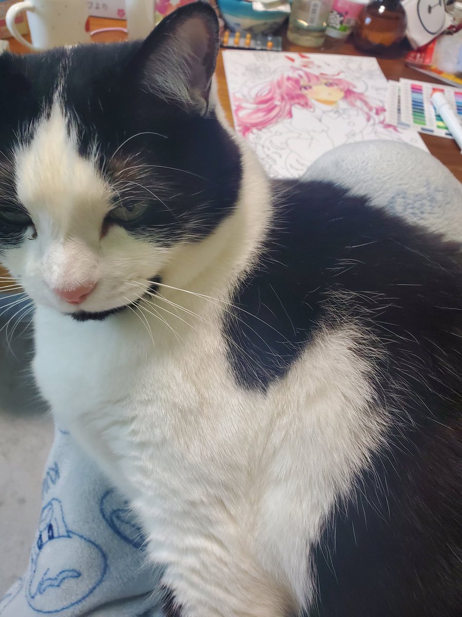 きっこ.f tweet media