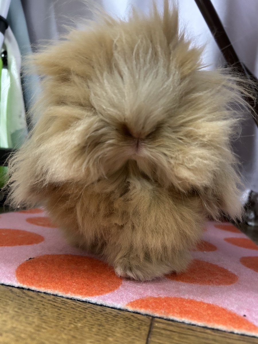 外道のダルマ tweet media