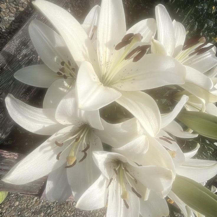 dani is celebrating 🌊 tweet media