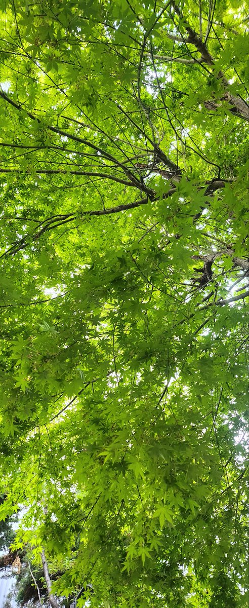 sunny🐶☕️⚘️ tweet media