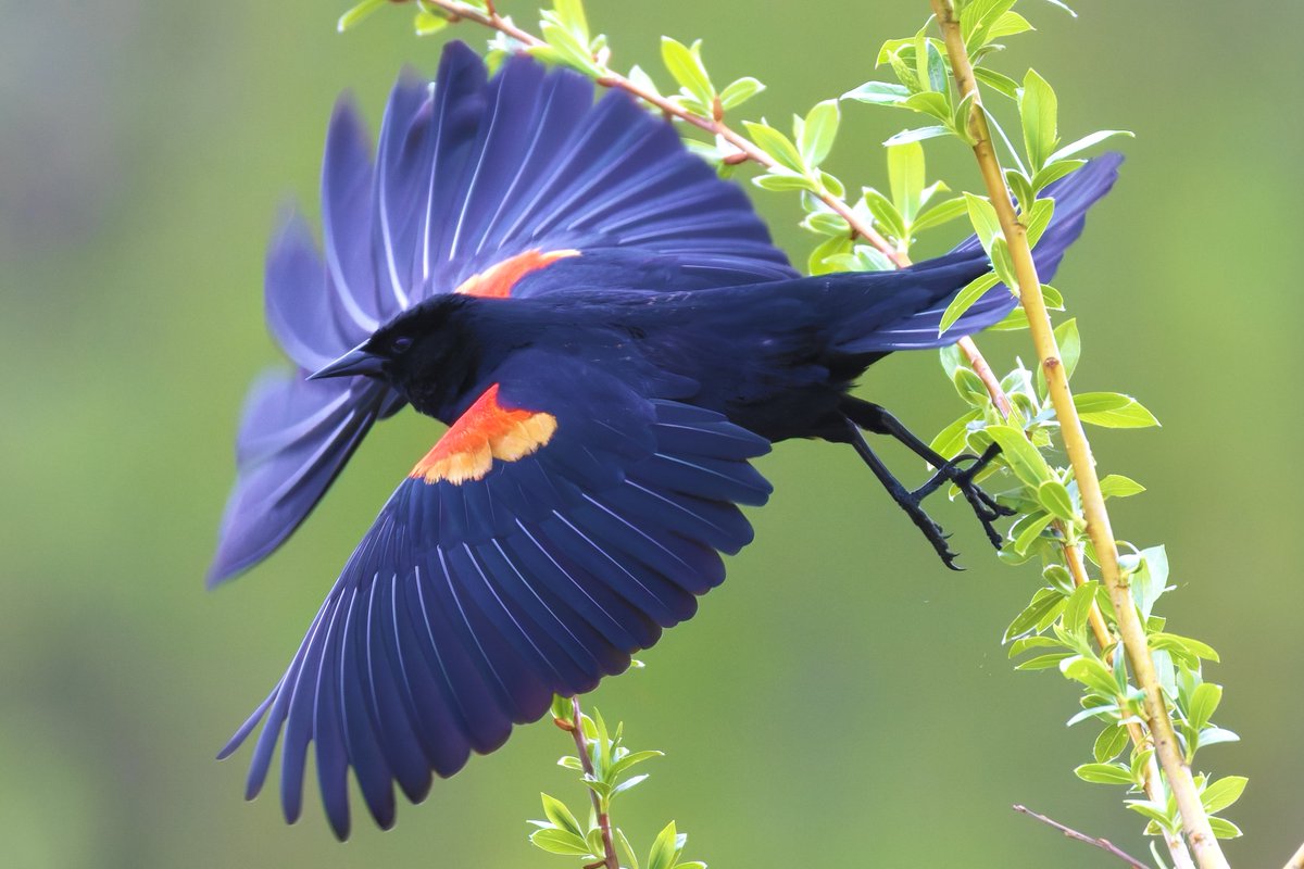 Canada Goose(🎀🩹|🍥🌊) tweet media