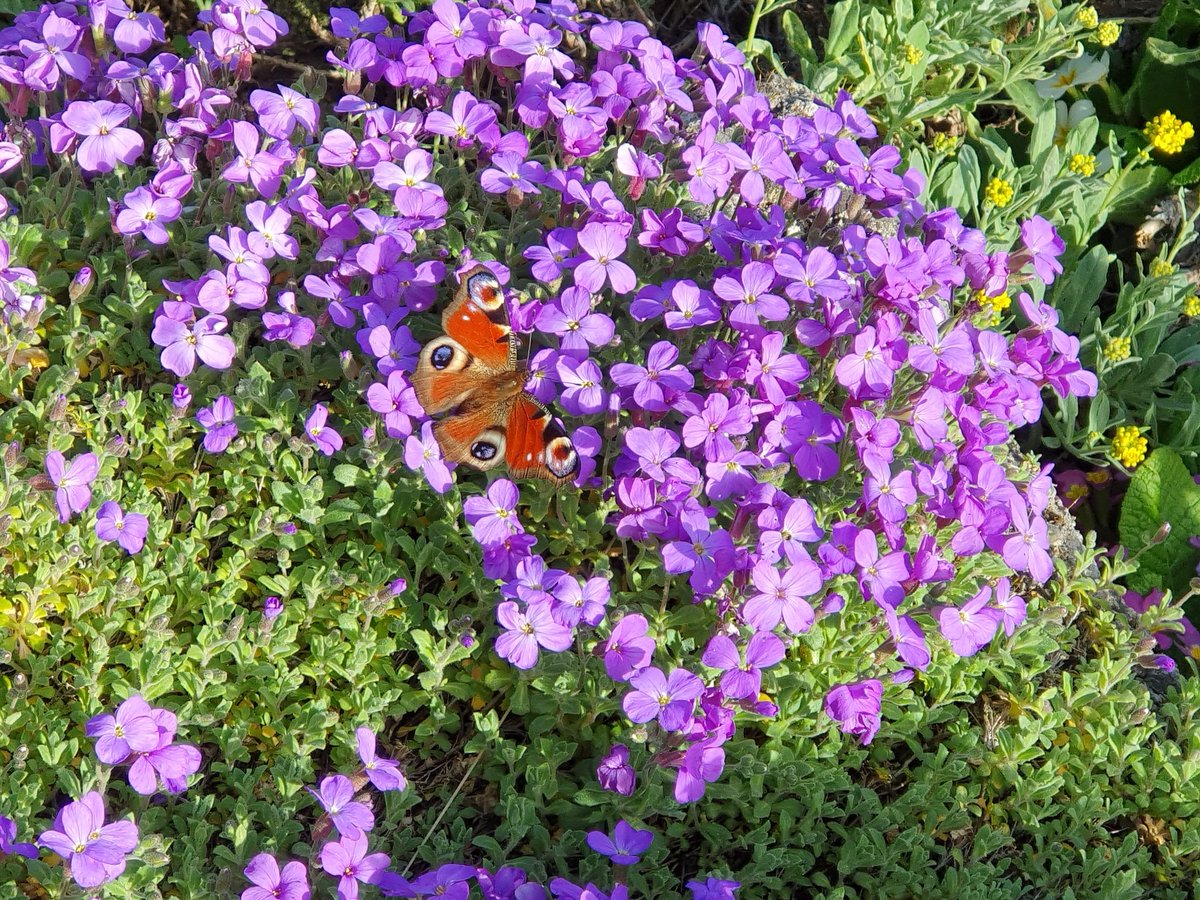 Günter Schmidt tweet media