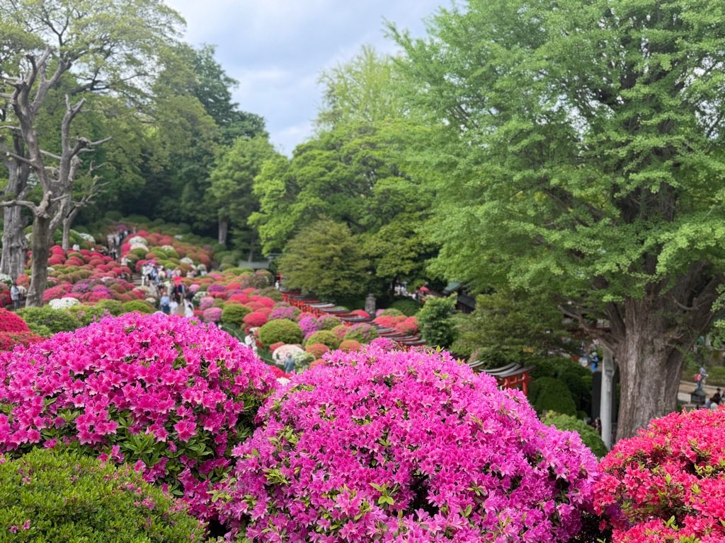 文京花めぐり公式【文京区観光協会・文京区共催】開花情報も随時発信中❣️ tweet media