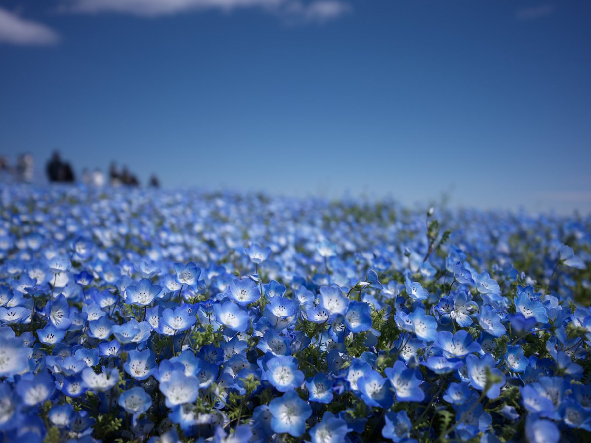 いんたね tweet media