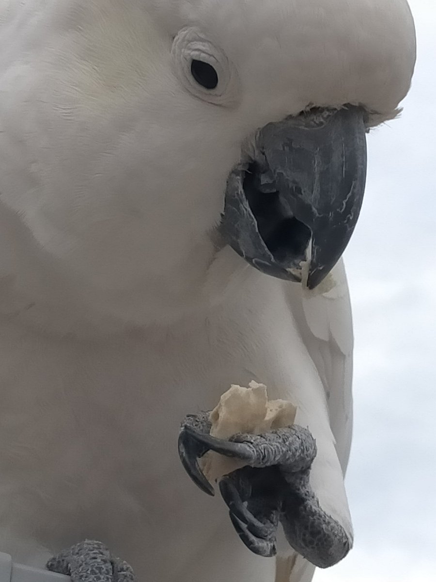 Dr. Ann Lawless tweet media