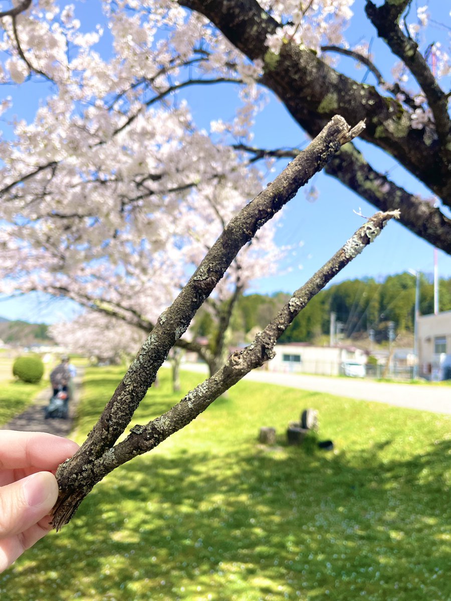 morinone_web's tweet photo. 見つけた枝が
いつのまにか“はさみ”になったり
“つまむ道具”になったり

自分で見つけて
自分で使い方を考える時間

そんな姿を見ていると
自然の中には遊びの種がたくさんあるなあと感じます𓂃𓈒𓏸

桜の下での発見も
春ならではの楽しみです🌸

#飛騨高山　
#高山市ネイチャーゲーム
#森のねさんぽ https://t.co/zHK6zuUL3I