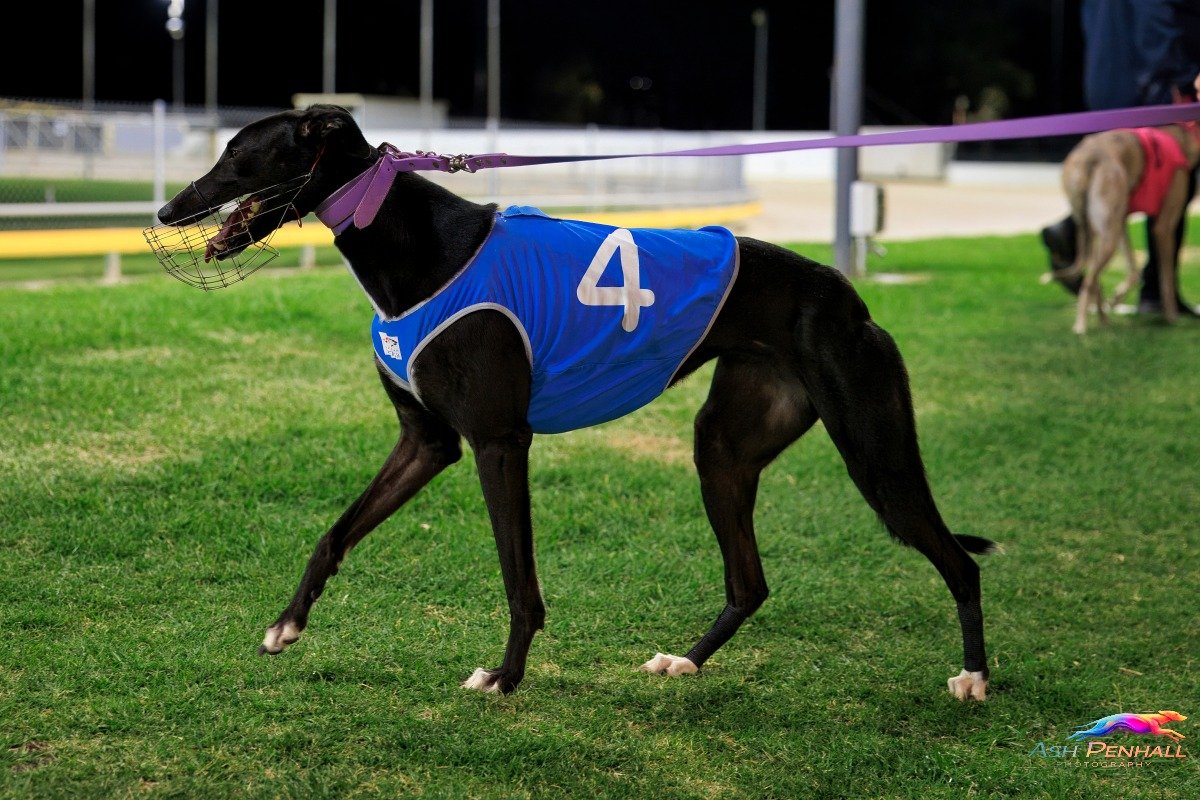 SA Greyhound Tips tweet media