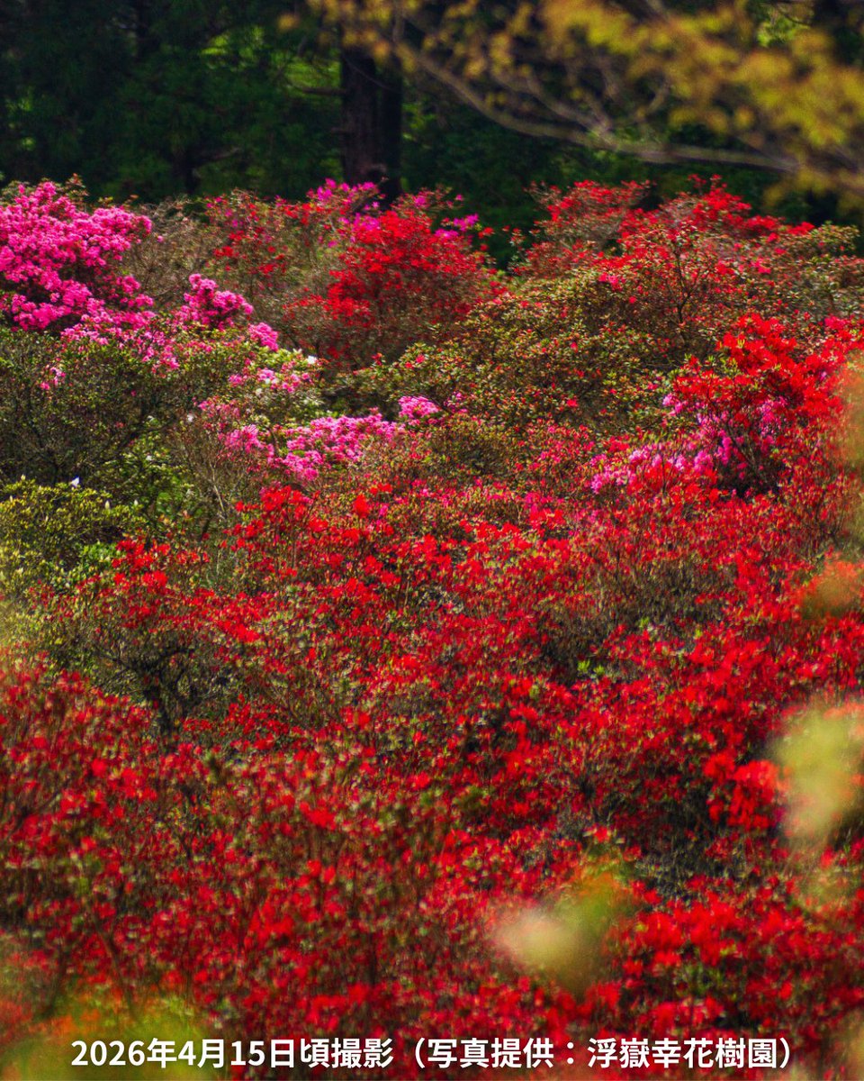 糸島からこんにちは🌞

#浮嶽幸花樹園 から嬉しいニュースが📢

園のツツジはおよそ7分咲きとなり、見ごろを迎えています❣週末が楽しみですね(^^♪

第37回糸島浮嶽つつじ祭
場所｜浮嶽幸花樹園
　　　福岡県糸島市二丈吉井763-1
入園料｜大人600円
　　　　こども300円
HP｜tsutsuji-matsuri.jp