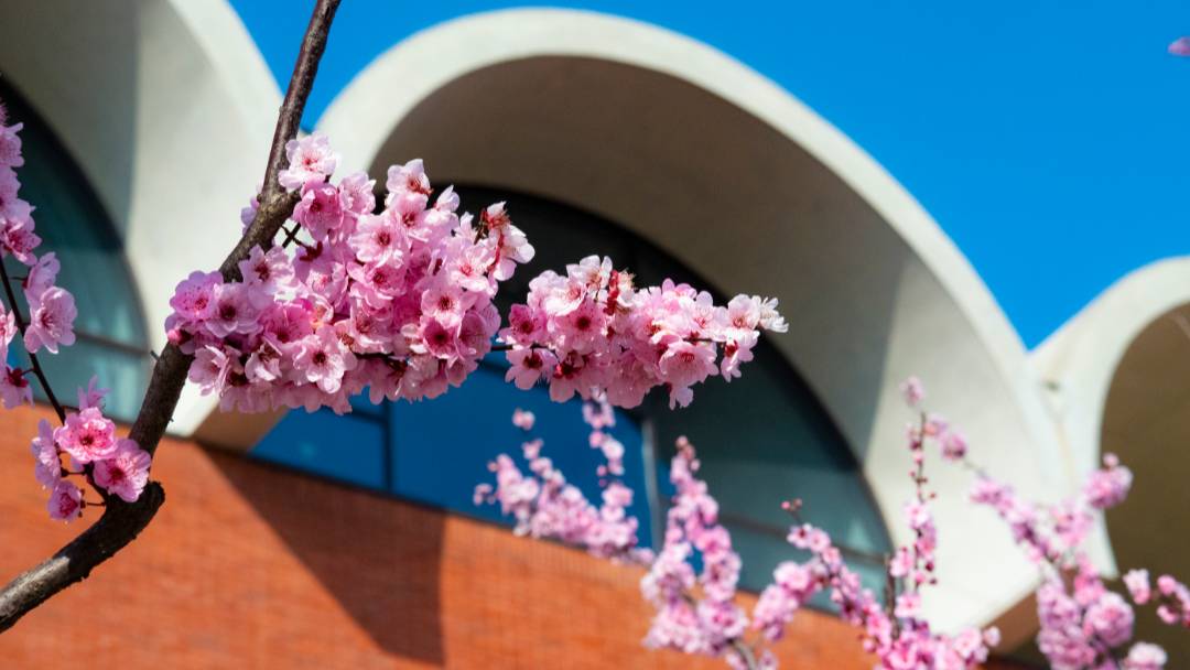 ZJU_China's tweet image. ZJU is fully wrapped in red, white, pink, and purple. 🌸✨
Bold reds, fresh whites, soft pinks, and dreamy purples — each color brings its own mood to campus and makes spring at Zhejiang University feel even more vibrant.

Photos: 浙江大学
#ZhejiangUniversity #ZJU #Springvibe
