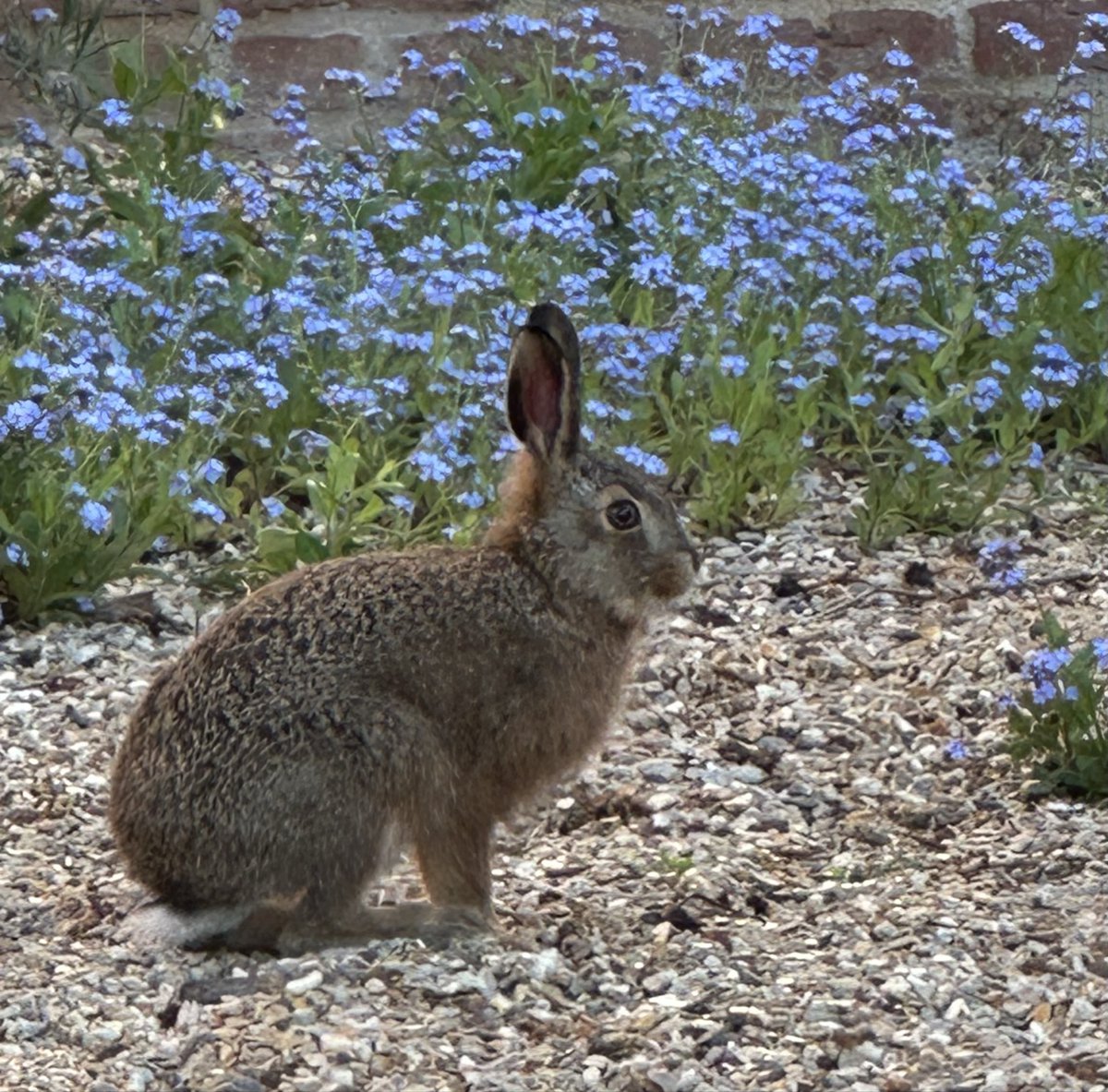 Brigitte Webster tweet media