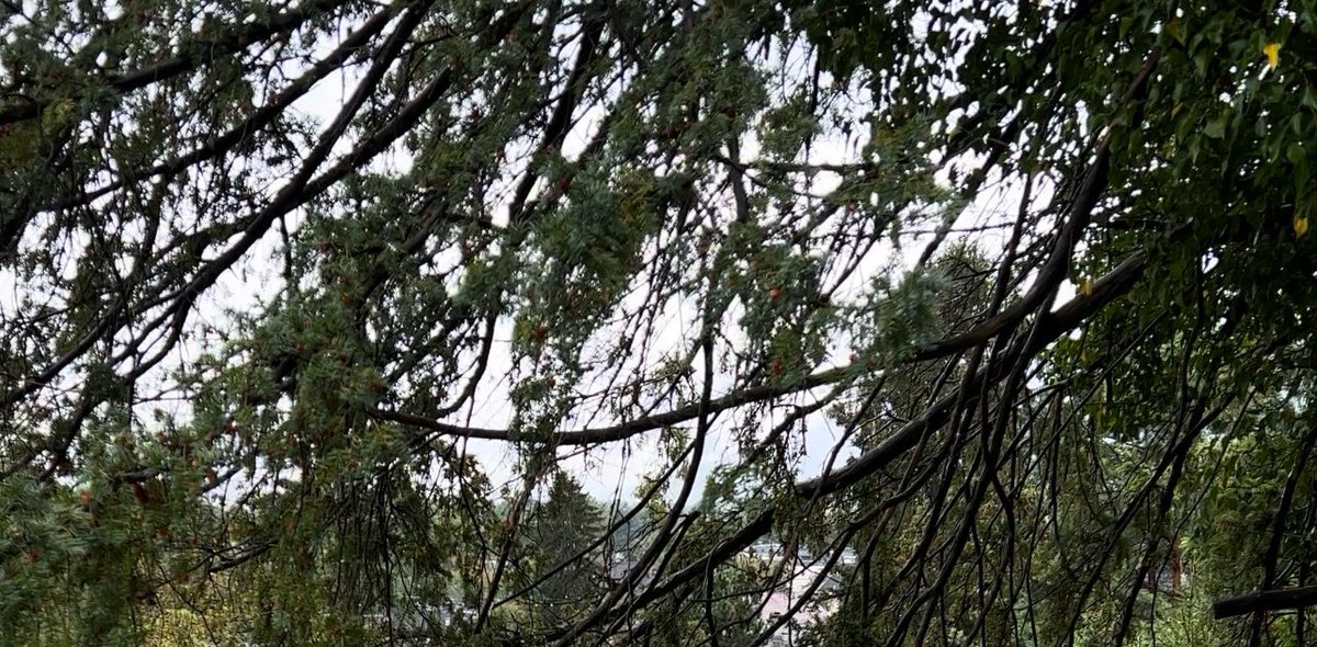 𝐄𝐢𝐥𝐀𝐅 🌼 tweet media