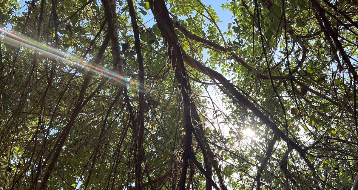 𝐄𝐢𝐥𝐀𝐅 🌼 tweet media