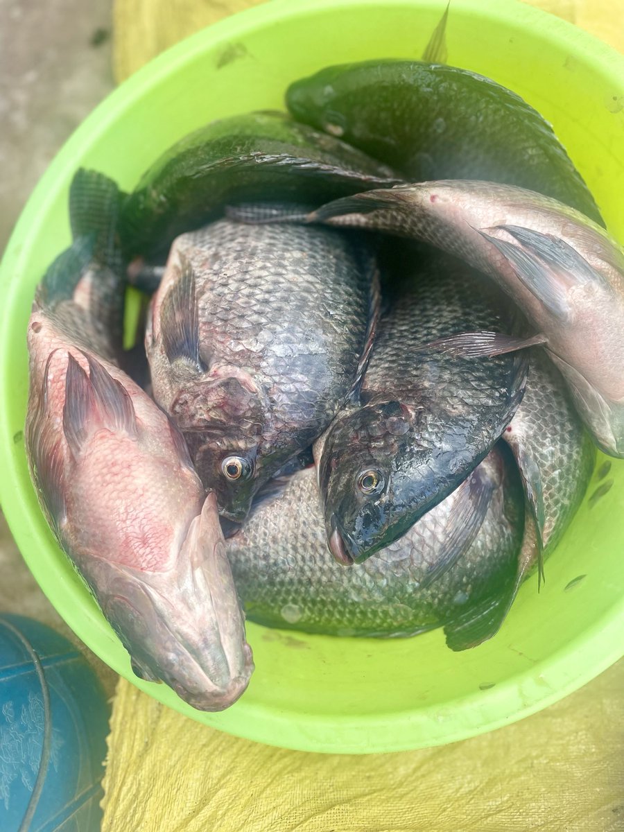 Lubasha Jr tweet media