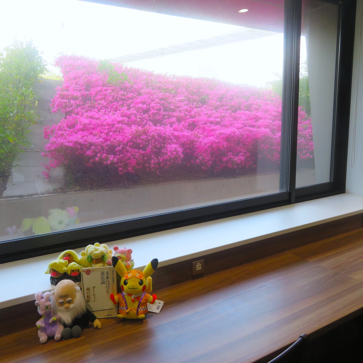 今年もツツジが満開になりました！ 
ダーウィン博士も、さまざまに進化した生き物たちと花見を楽しんでいます。春ならではの風景ですね。
 
まだ人の少ない午前中に静かに勉強したい方はぜひ1階席へ！ 

x.com/QLib_info/stat…