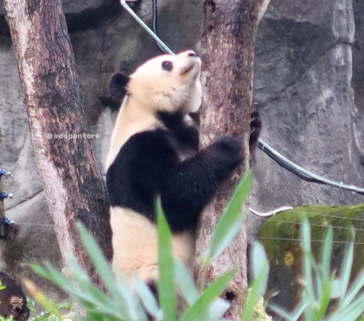 アドパントレジャー tweet media