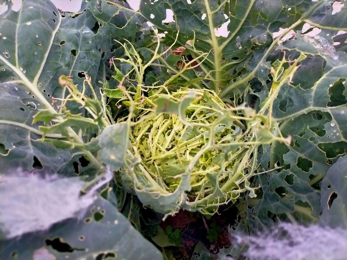 もじゃおじさん tweet media