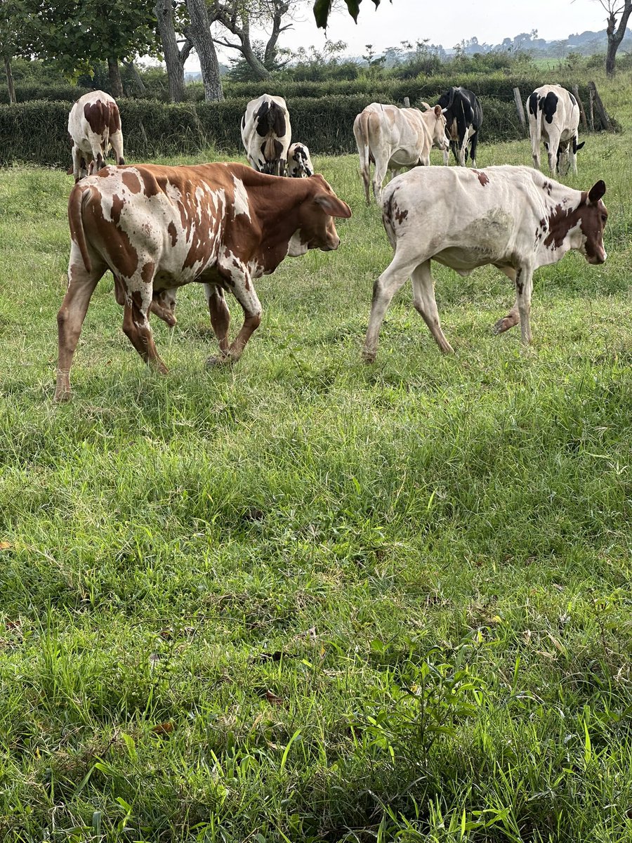 ISHMAEL. tweet media