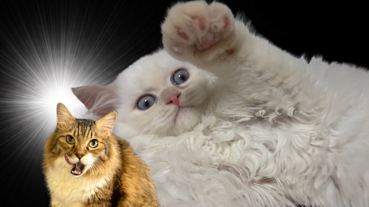 タロとチロ tweet media