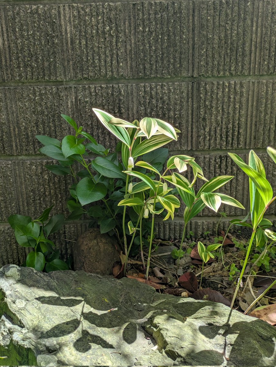 あんまりお世話もできなくて💦
今日花がらを除いて少し雑草引きました
 #シクラメンジックス
 #ガーデンガーベラガルビネア
 #斑入りチューリップチャイナタウン
 #ナルコユリ