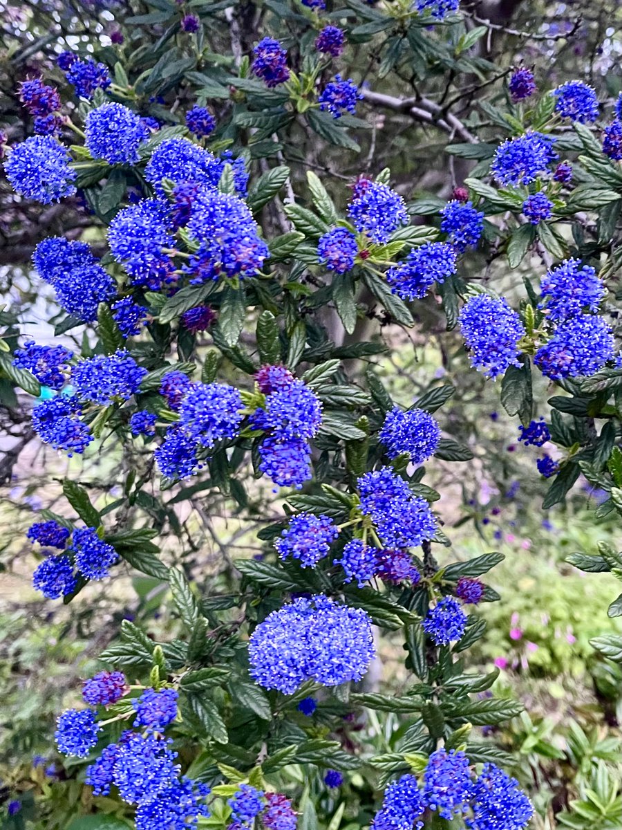 melanie_mjk's tweet image. Starting Thursday with a striking Ceanothus from this mornings walk. Attractive clusters of lilac/blue blooms a Spring delight. Happy Thursday everyone! 🪻🌿🪻#Thursdaythoughts #Springblooms #Springtime #Thursdayvibes