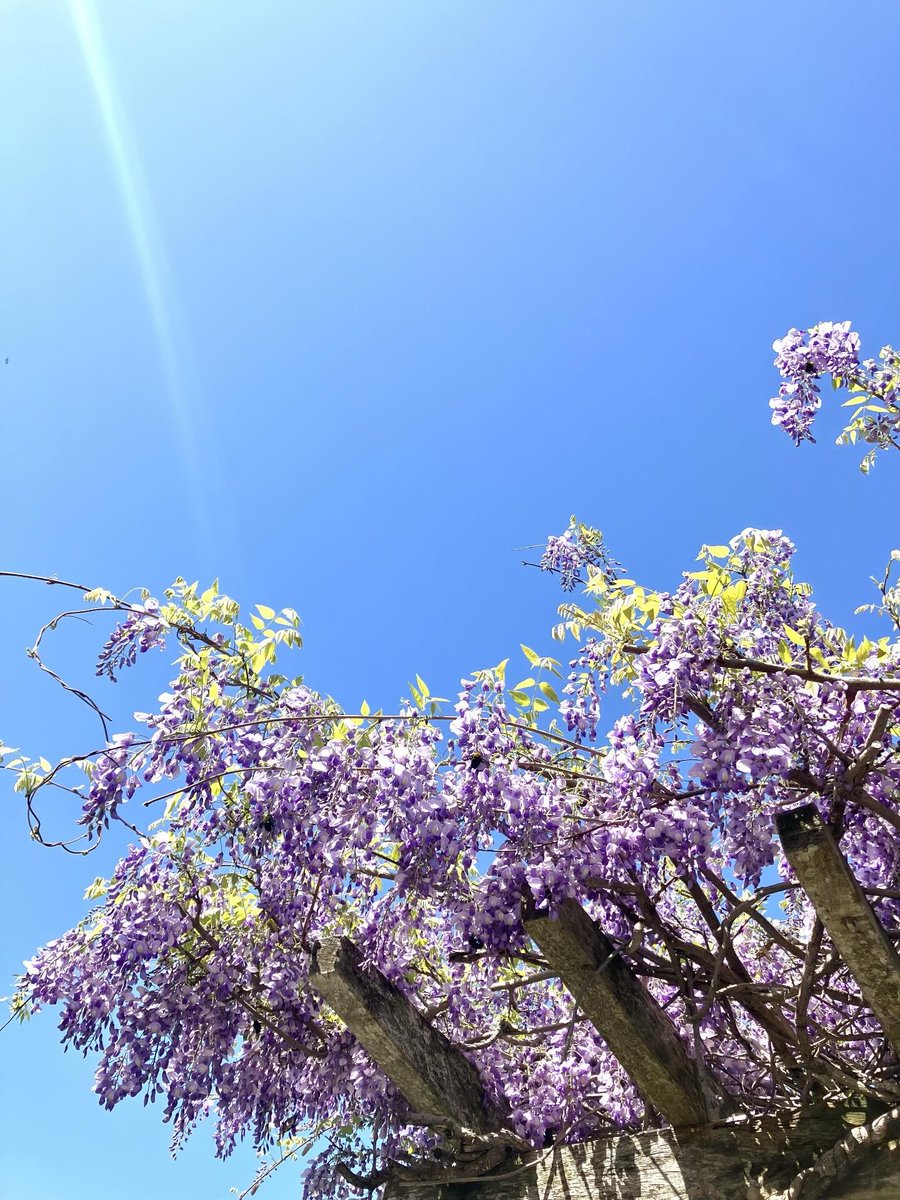 すぅ。 tweet media