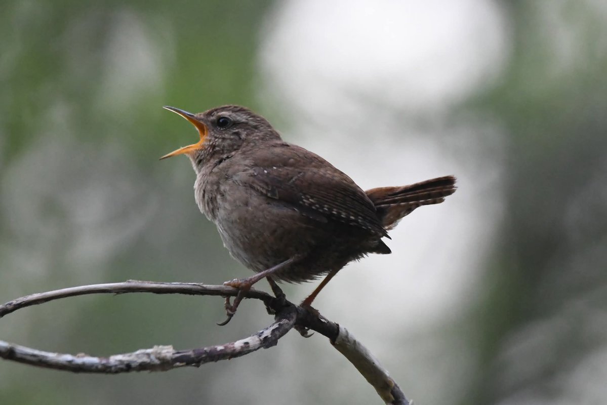 nealesmithworld's tweet image. Wren 
Bude Cornwall 〓〓
#Bude #Cornwall 
#Wren