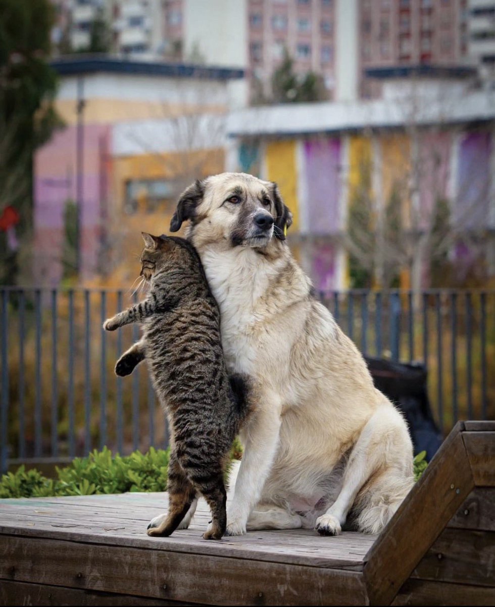 Umutt_kls's tweet image. #ülkenin #tek “Güvenilir” canlıları.!
