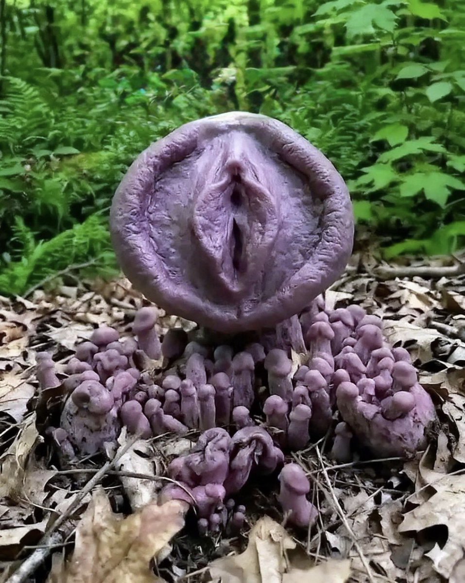 pulpo404 tweet media