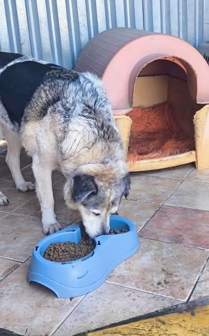 GARanimalrescue's tweet image. Full bowls don’t go viral, but they keep rescues alive.

In Thessaloniki, one rescuer feeds dogs &amp;amp; cats every day. Without support, it all stops. Right now, food is secured for the coming weeks. Fewer crises. Stronger animals. This matters.

#AnimalRescue #StrayDogs #CatRescue