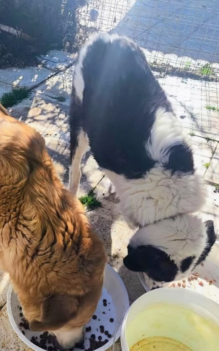 GARanimalrescue's tweet image. Full bowls don’t go viral, but they keep rescues alive.

In Thessaloniki, one rescuer feeds dogs &amp;amp; cats every day. Without support, it all stops. Right now, food is secured for the coming weeks. Fewer crises. Stronger animals. This matters.

#AnimalRescue #StrayDogs #CatRescue