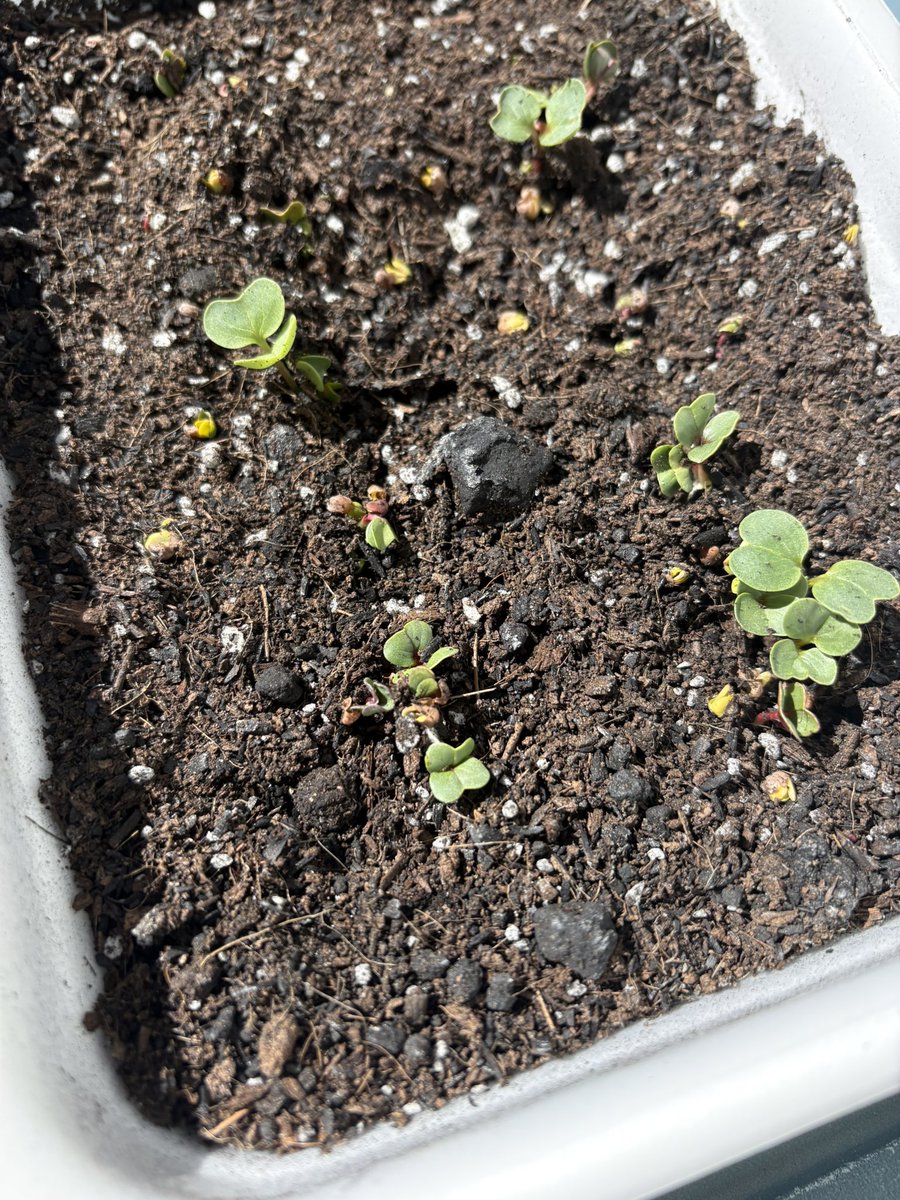 てっぺい tweet media