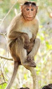 HistoryFactou's tweet photo. LEST YOU FORGOT

The Soko (also spelled Shoko or Tsoko) totem—meaning monkey or baboon (often linked to the baboon in particular)—is one of the oldest and most widespread totems (mitupo) in Shona culture, particularly among the Shona people of Zimbabwe and related groups.

Mythical Origins in Guruuswa
According to oral history, totemism itself began with the progenitor ancestor Mambiri (sometimes associated with early Shona or Karanga forebears) in the legendary homeland of Guruuswa (or Guruuswa)—a mythical place of tall grass located north of the Zambezi River, in what is now southern Tanzania (formerly Tanganyika).

Mambiri chose the Soko totem for his followers for two main practical and social reasons:
To prevent incestuous marriages (makunakuna) by enforcing exogamy (marriage outside one’s own clan/totem).
To establish a clear social identity and kinship system for the growing community.

This made Soko one of the foundational or “original” totems (often paired with Dziva in some accounts of early Shona/Karanga society). As the population expanded and strict exogamy made suitable marriages difficult within a single totem, a second major totem—Shava/Mhofu (eland)—was later adopted to allow intermarriage between the two groups while preserving the system.

Subdivision into Zvidawo (Subgroups)
As Shona communities migrated southward, settled in what is now Zimbabwe, and grew larger (linked to early movements such as those of the Mbire people), the original Soko lineage expanded and subdivided into multiple branches or zvidawo (sub-totems, praise names, or chidawo). These acted as clan-specific identifiers or honorifics while retaining the core Soko mutupo.

This subdivision helped maintain exogamy rules, distinguished lineages, and reflected local histories, leadership, and migrations. All branches share the common Guruuswa root, but they developed distinct identities tied to specific regions, roles, and ancestors. 

Key examples from oral traditions and praise poetry (detembo) include:
Soko Mukanya (also linked to Vhudzijena, meaning “white-headed,” or sometimes Ncube) — often regarded as one of the earliest or “original” branches (ndiyo yekutanga), associated with spirit mediums (mhondoro), rainmaking, and sacred status. Killing a baboon/monkey was believed to stop rain, so Soko/Mukanya people were seen as rainmakers.

Soko Mbire (or Mhokore) — tied to the oldest migrating core and the founders of Mbire identity; linked to areas like Hwedza (Wedza) and early settlers.

Soko Murehwa — emerged from groups that settled in the Murehwa district.

Soko Kumene, Soko Matarira/Chirongo, and others — each with local histories, such as iron-smelting (vapfuri vemhangura) or rainmaking roles (vanaisi vemvura at sites like Matonjeni).

These are reflected in traditional Shona praise poetry (detembo) for the Soko totem, which praises traits like ingenuity, cleverness, agility, and social astuteness (modeled on the monkey/baboon) while naming specific lineages, origins from Guruuswa, and ancestral figures like VaPfumojena or Soko Mbire yaSvosve.

Cultural and Symbolic Significance
The totem embodies monkey/baboon characteristics: intelligence, adaptability, quick-wittedness, playfulness, and resourcefulness. Clan members historically avoided eating monkey/baboon meat and, in some branches, protected them as sacred animals.

Soko remains common across Shona society today and extends to some related groups (e.g., associations with Ncube among Ndebele-influenced communities). It continues to shape identity, kinship, marriage rules, and oral history.

In summary, the Soko totem’s history reflects the early formation of Shona society in Guruuswa, its role in establishing social order through exogamy.