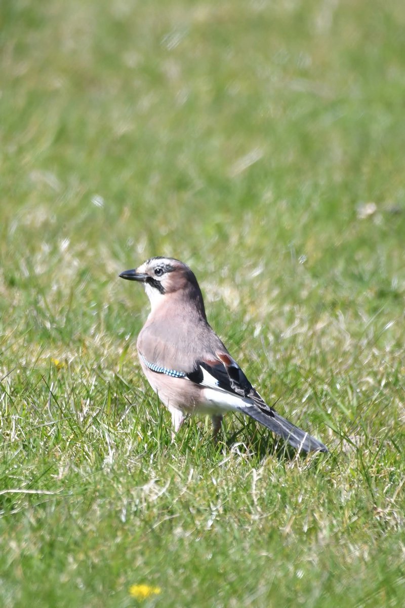 nealesmithworld's tweet image. Jay 
Bude Cornwall 〓〓
#Bude #Cornwall 
#Jay