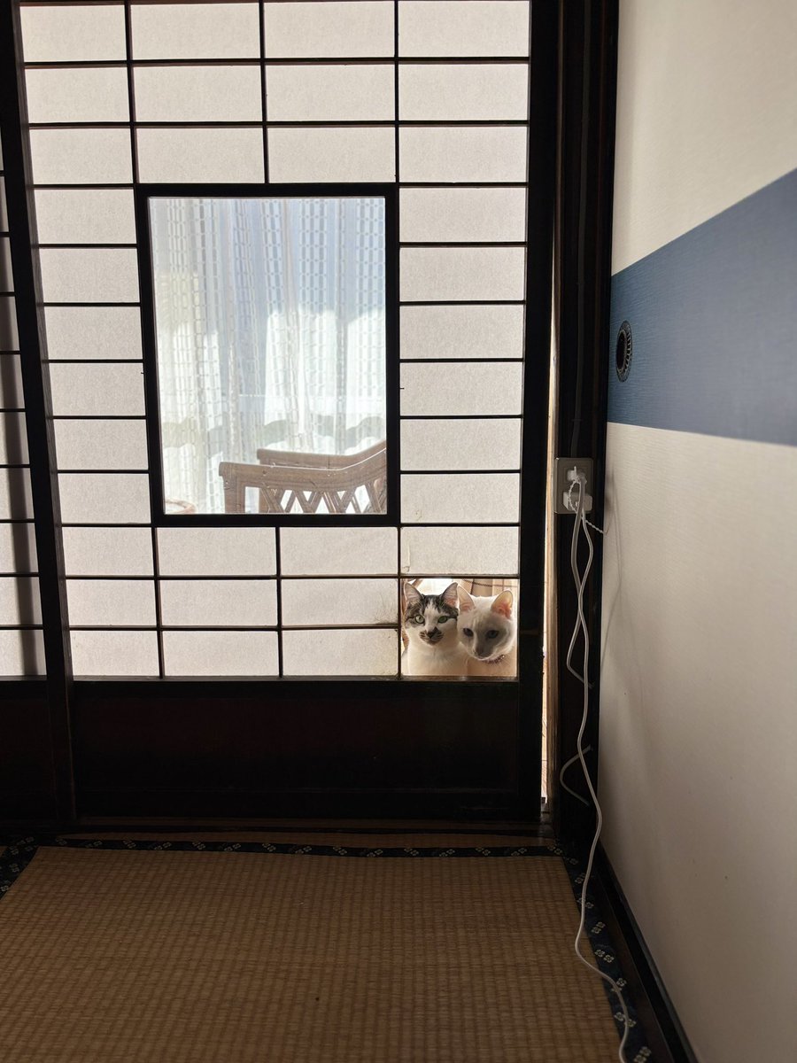 いのうえもんぺ tweet media