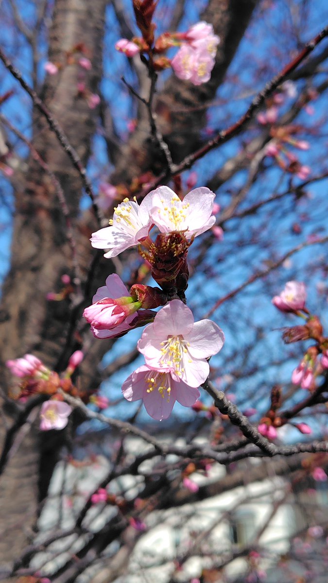 まめSPBV🦫 tweet media