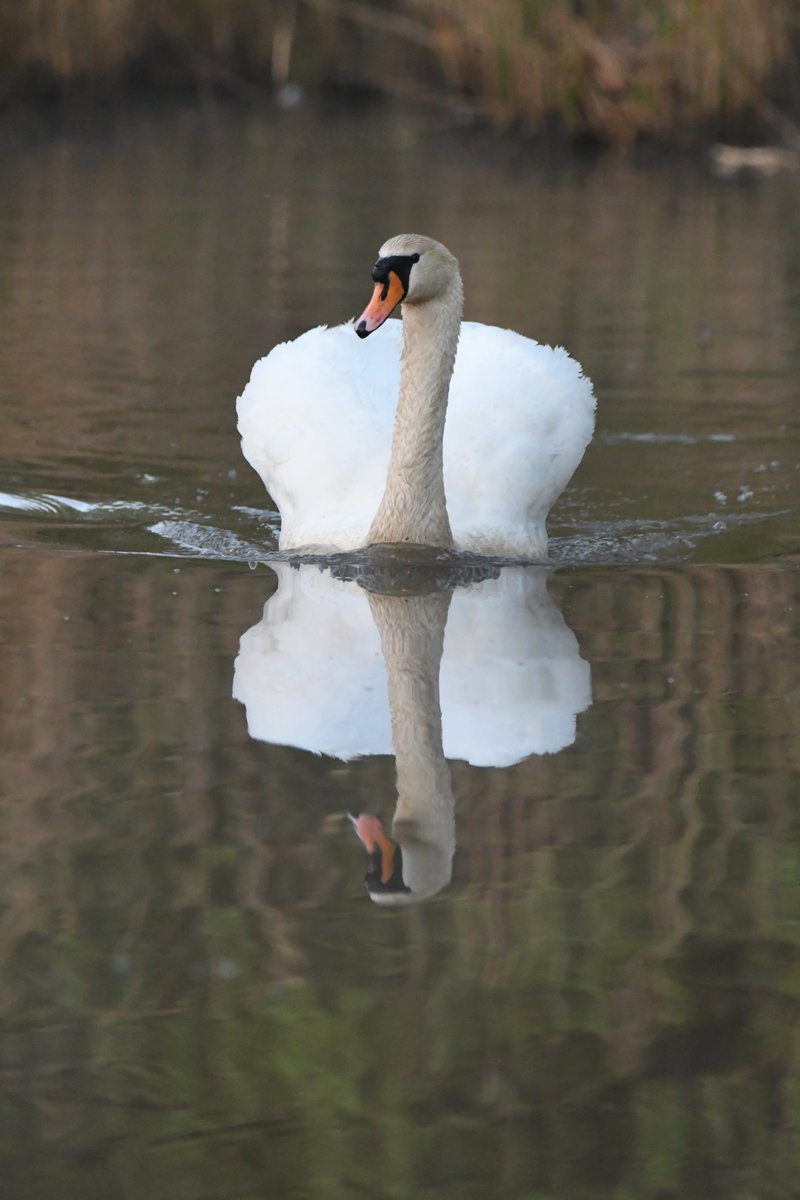 nealesmithworld's tweet image. Mute Swan 
Bude Cornwall 〓〓
#Bude #Cornwall 
#MuteSwan #Swan