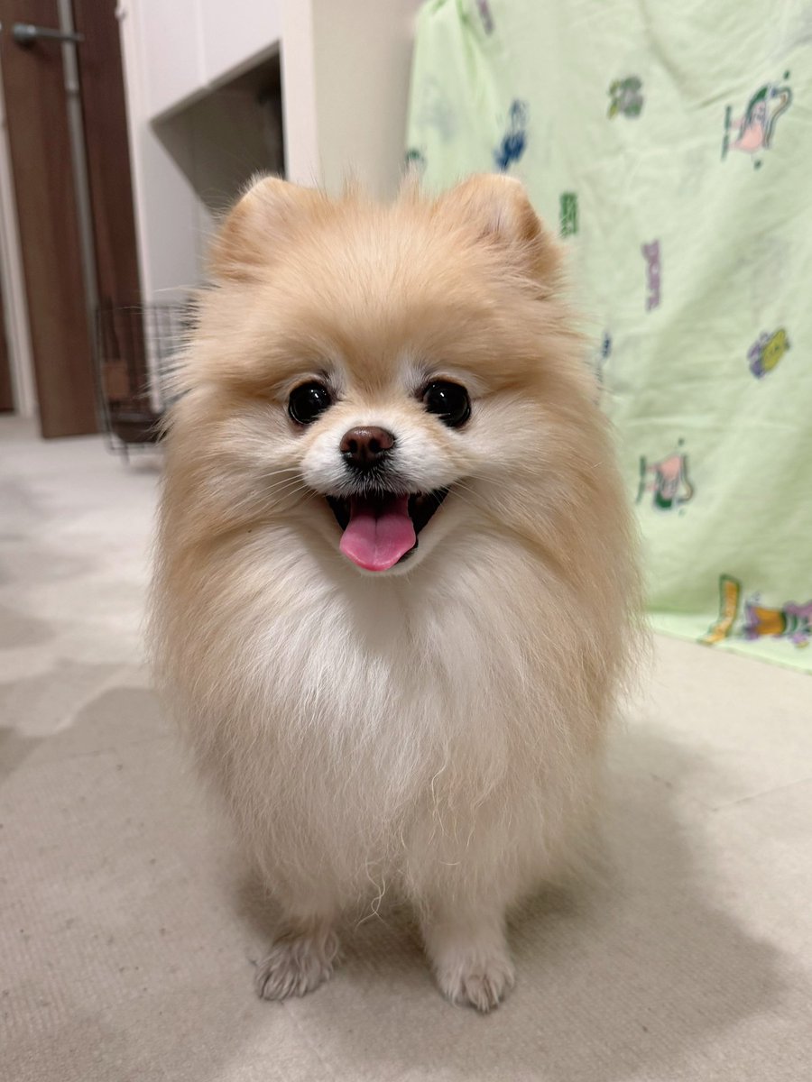 ポメラニアンの若様 tweet media