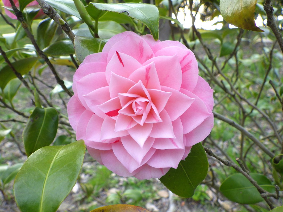 【開花情報・園地】
可愛い ＃ツバキ が開花しています。
❛＃津川絞❜という品種で、
花は淡い桃色に紅色の縦絞り が入ります。
一輪ずつ絞りの入り方が違って、華やかです。
品種名の「＃津川」とは、花が栽培された新潟県阿賀町津川から付けられました。
＃Camellia
＃阿賀町産
＃新潟県立植物園