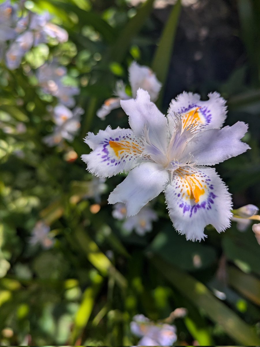 知らない間にシャガがいっぱい咲いてました
放ったらかしなのに強い

そして真っ白に黄色と紫で控えめに色挿したフリンジの花びらの美✨

テツが昨夜と今朝、自力でご飯完食してくれて❣️🍚
薬のお陰だろうけど、それでも嬉しい😭🩷（強制給餌も継続中）
 #シャガ 
#テツがんばれ