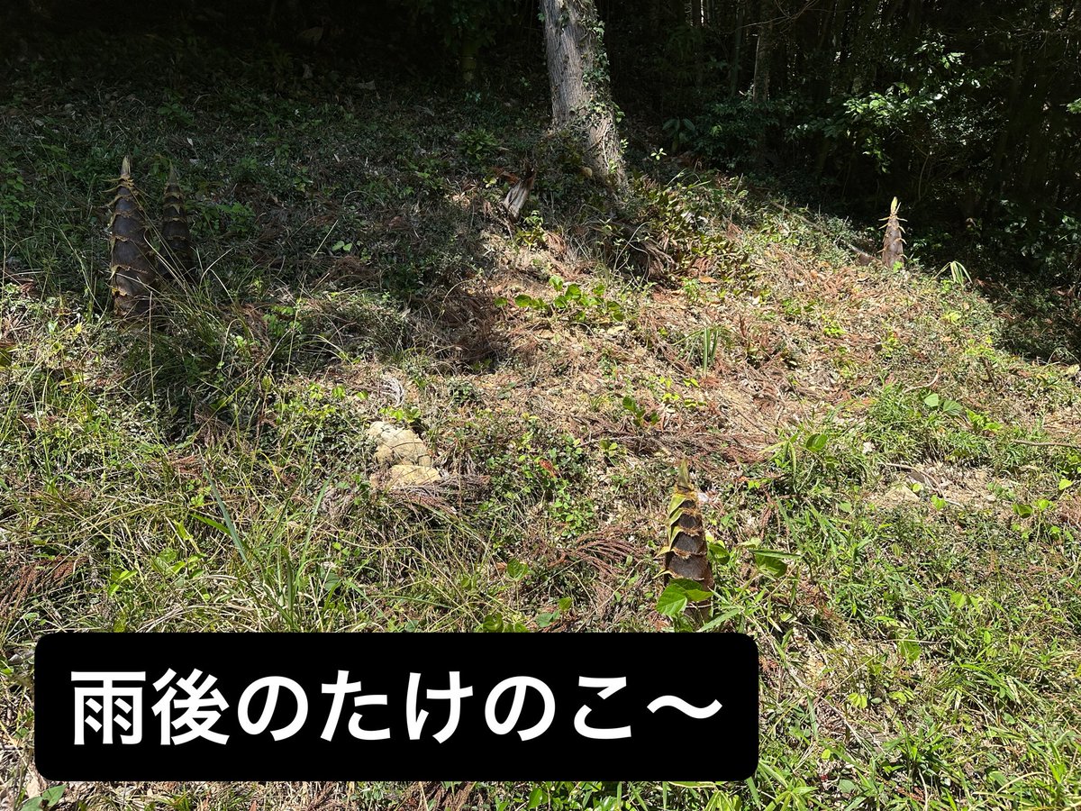 hinodekanko's tweet photo. 本日のたけのこ情報
雨もあがりまさにたけのこの里になってました〜

ヘビにも遭遇🐍
春だね
#東京日の出町
#たけのこ
#収穫体験 https://t.co/7rTJo8uDXs
