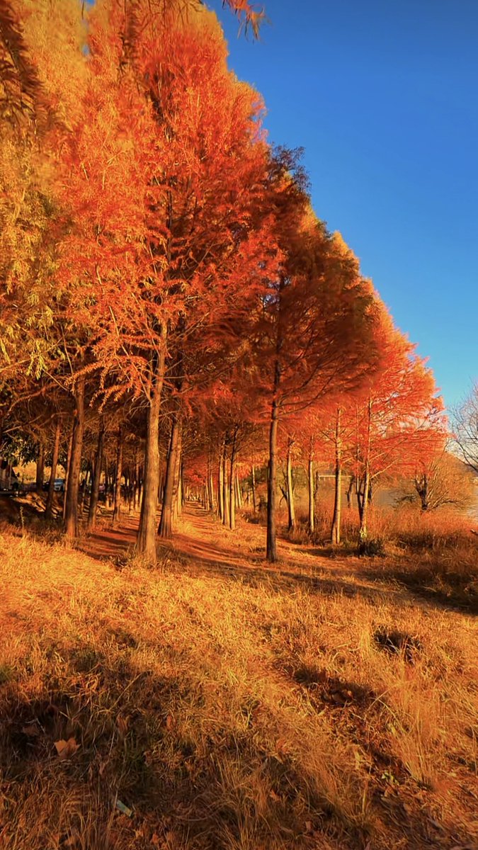 samy samer tweet media